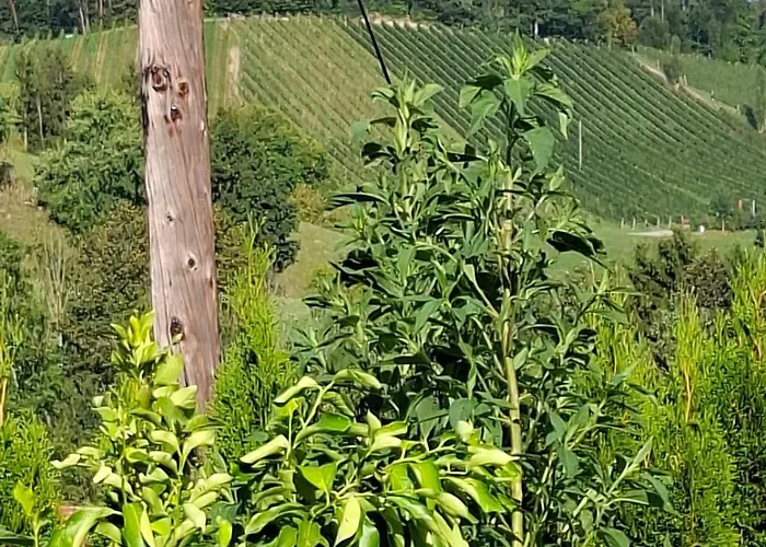 Kriss ليوتسشاخ